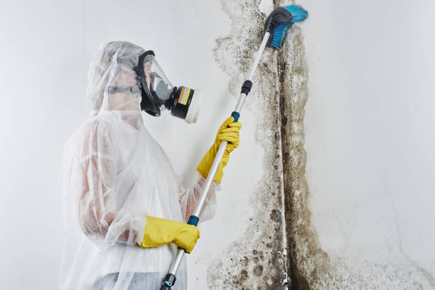 Best Attic Mold Removal  in Fair Oaks, VA