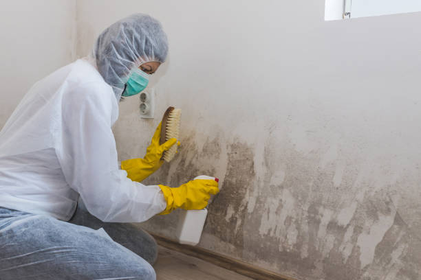 Best Local Mold Removal Service  in Fair Oaks, VA