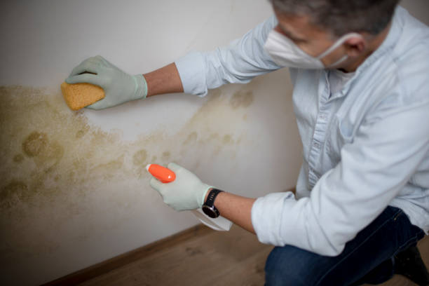 Best Same-Day Mold Removal  in Fair Oaks, VA