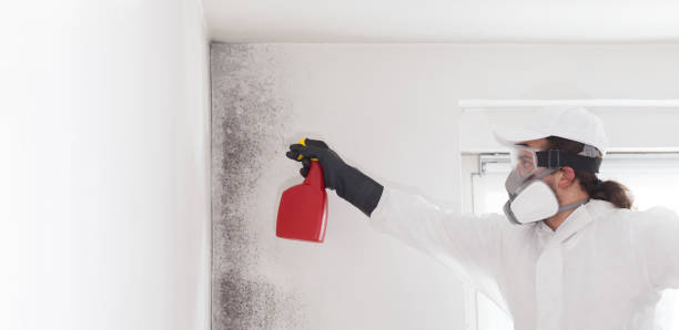 Best Attic Mold Removal  in Fair Oaks, VA