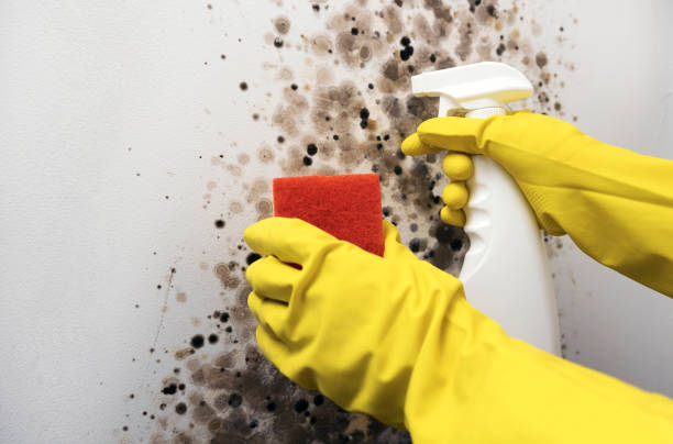 Best Black Mold Removal  in Fair Oaks, VA